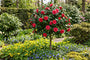 Camellia op stam - Camellia japonica 'Dr King' Halfstam