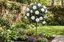 Camellia op stam - Camellia japonica 'Powder Puff' Halfstam