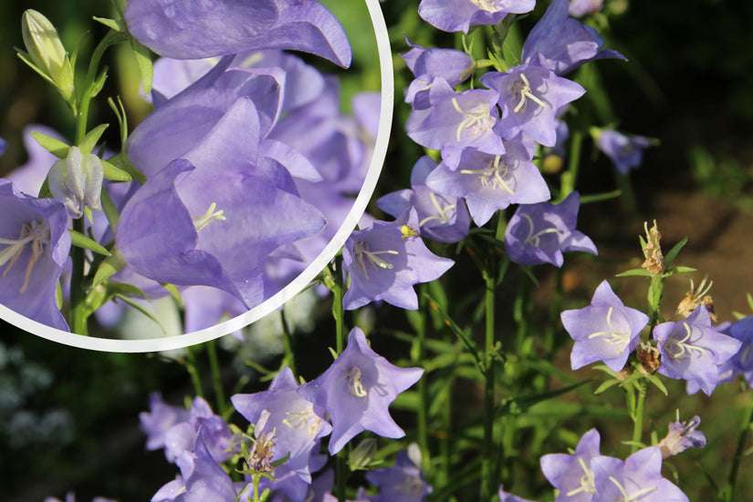 Prachtklokje - Campanula Persicifolia 'Coerulea' (ook per/m2)