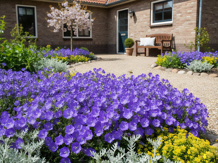 Karpatenklokje - Campanula carpatica 'Blaue Clips'