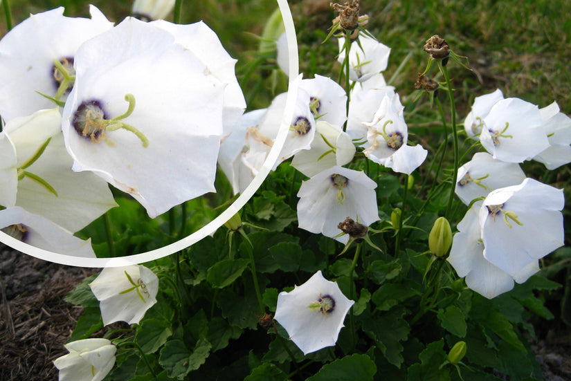 Karpatenklokje (Wit) - Campanula carpatica 'Weisse Clips'