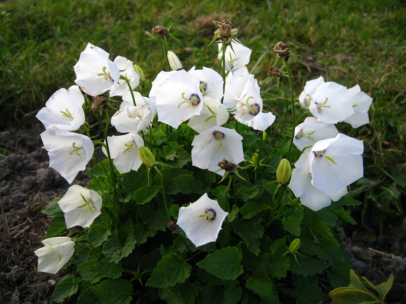 Karpatenklokje (Wit) - Campanula carpatica 'Weisse Clips'