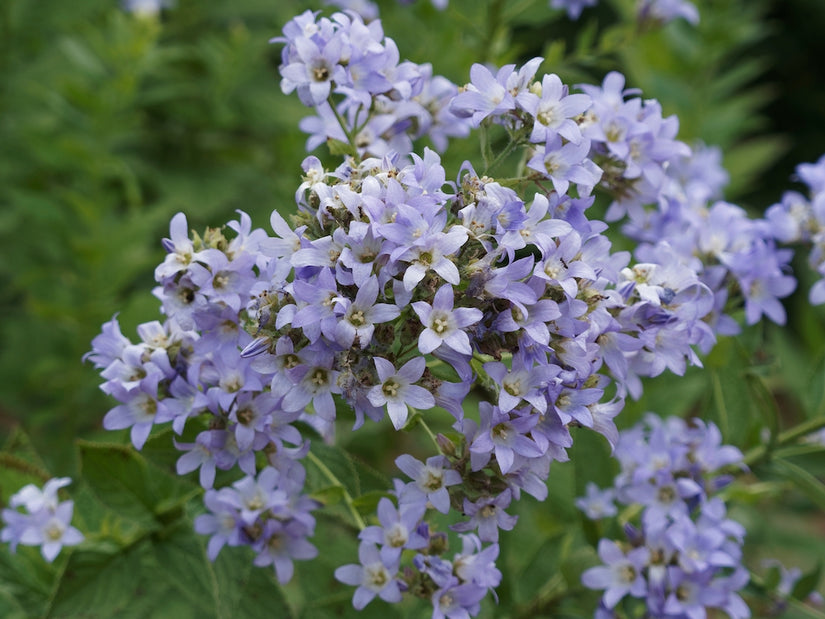 Klokje - Campanula lactiflora