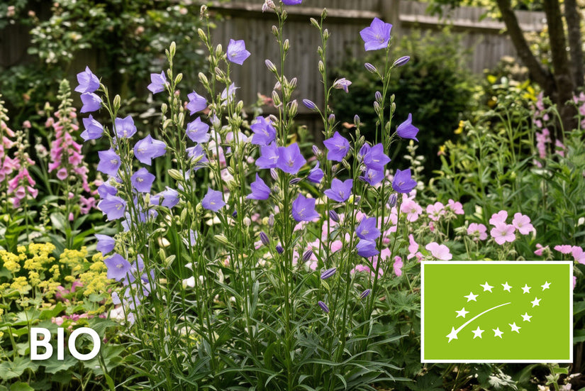 Biologische Klokjesbloem - Campanula persicifolia