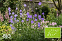 Biologische Klokjesbloem - Campanula persicifolia