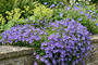 Kruipklokje - Campanula poscharskyana 'Lisduggan Variety'