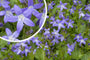 Kruipklokje (Paars/Blauw)- Campanula poscharskyana 'Stella'