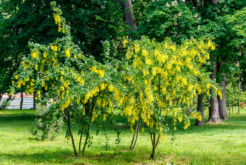 Erwtenstruik - Caragana arborescens 'Walker'