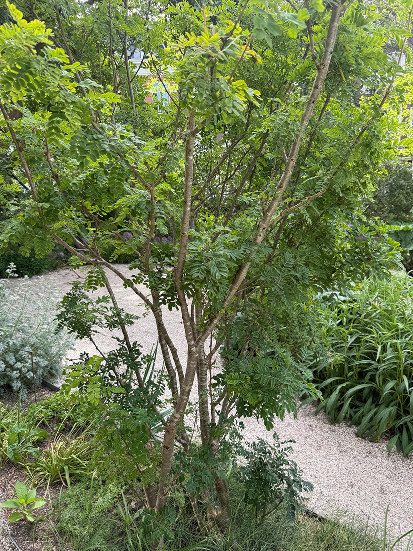 Erwtenstruik - Caragana arborescens