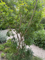 Erwtenstruik - Caragana arborescens