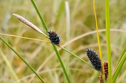 Zegge - Carex calotides