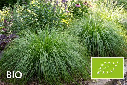 Biologische Zegge - Carex comans 'Phoenix Green'