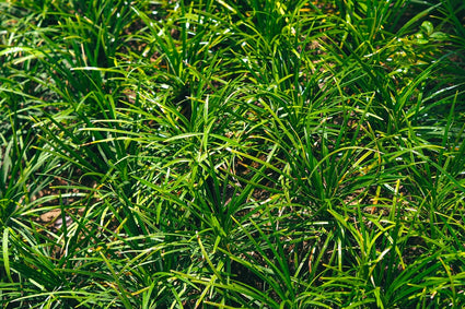 Biologisch Japanse zegge - Carex morrowii 'Irish Green'