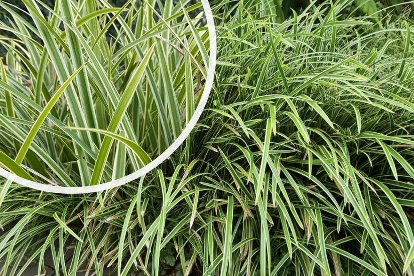 Bonte Zegge - Carex morrowii 'Variegata'