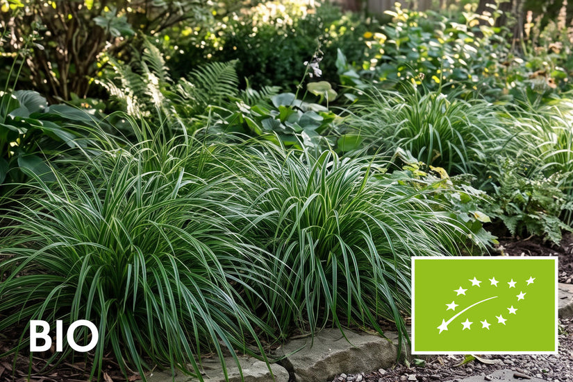 Biologische Japanse zegge - Carex morrowii