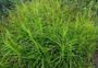 Palmzegge - Carex muskingumensis
