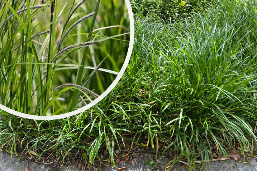 Hangende Zegge - Carex pendula