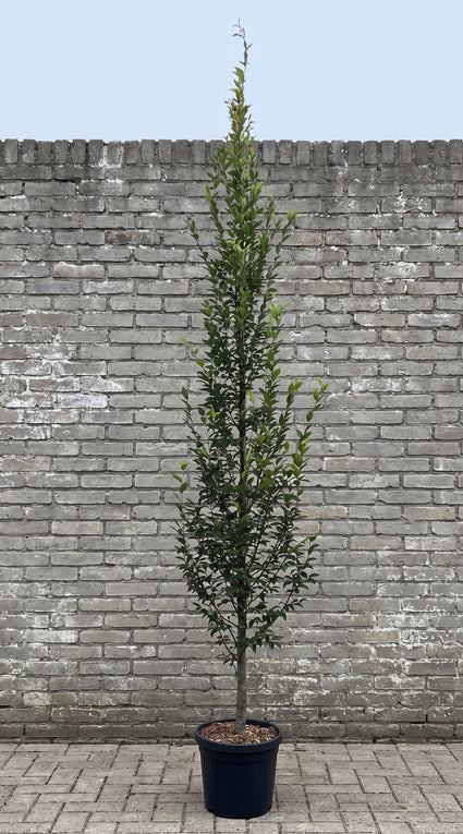 Zuilbeuk - Carpinus betulus 'Fastigiata' beveerd