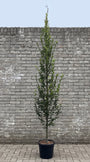 Zuilbeuk (Zuilvorm) - Carpinus betulus 'Fastigiata'