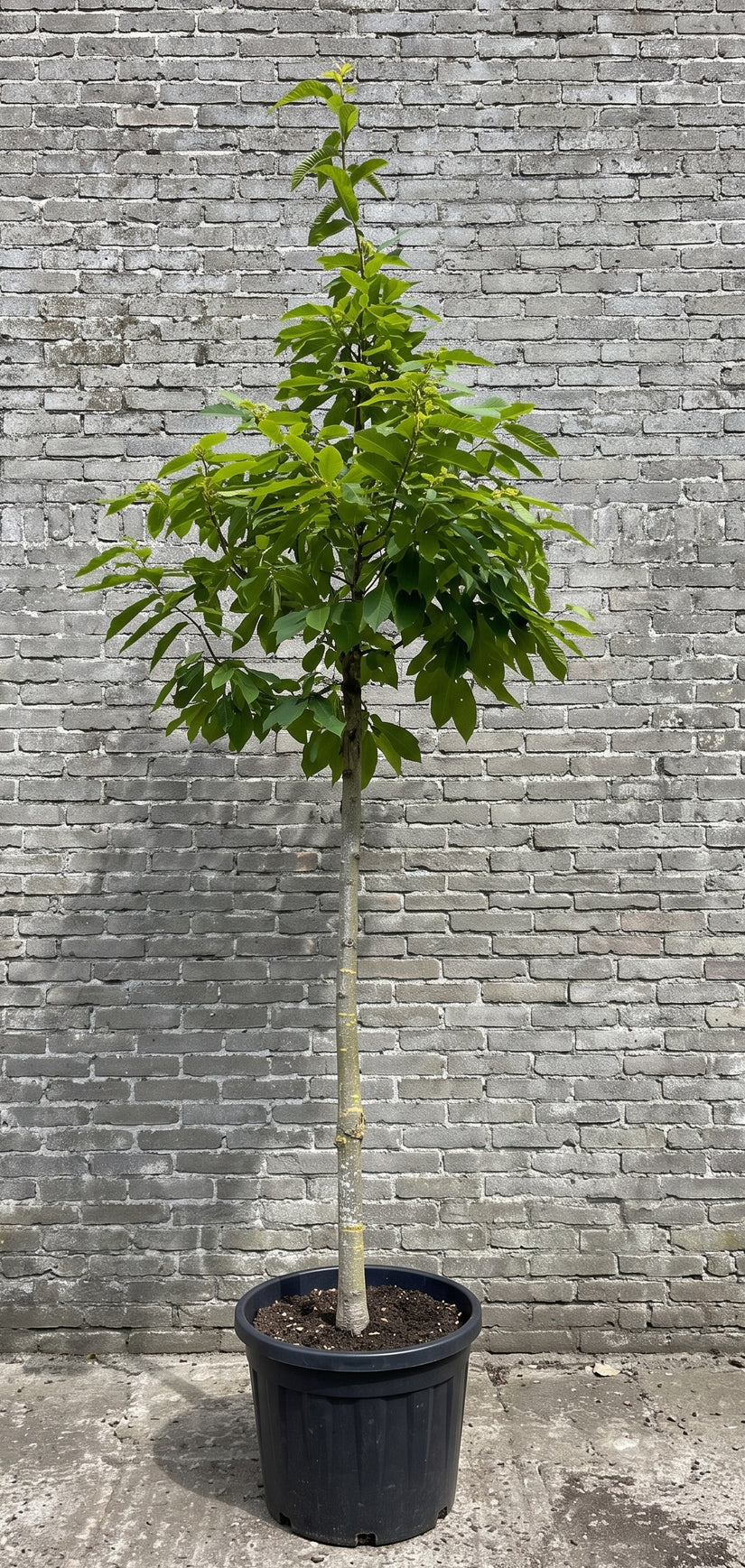 Castanea sativa hoogstam