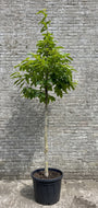Castanea sativa hoogstam