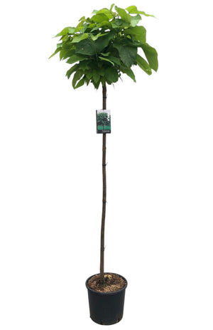 150 cm op stam, C10