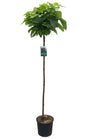 Bolcatalpa Bign. Nana stamhoogte 150 cm voorbeeld foto genomen in de zomer