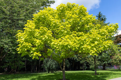 Trompetboom - Catalpa bignonioides 'Aurea' bolvormige boom op stam