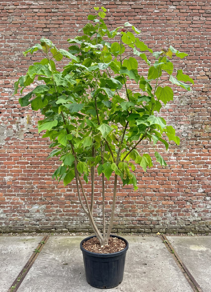 Trompetboom (Meerstammig) - Catalpa Bignonioides