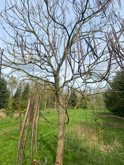 Gele trompetboom (Bolvorm, Halfstam) - Catalpa bignonioides 'Aurea'