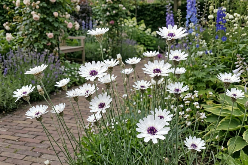 Witte strobloem - Catananche caerulea 'Alba'
