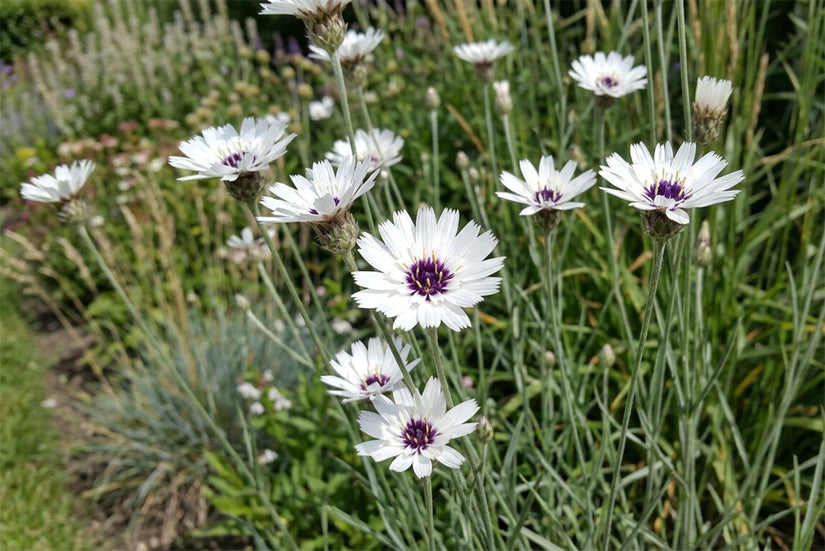 Witte strobloem - Catananche caerulea 'Alba'