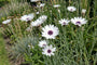 Witte strobloem - Catananche caerulea 'Alba'