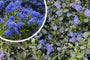 Amerikaanse sering - Ceanothus arboreus 'Julia Phelps'