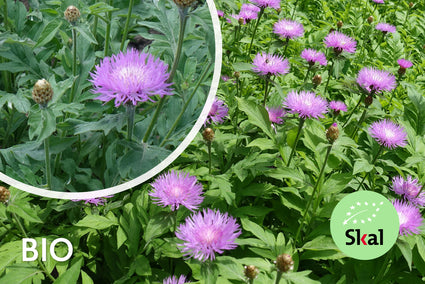 Biologische Korenbloem - Centaurea dealbata