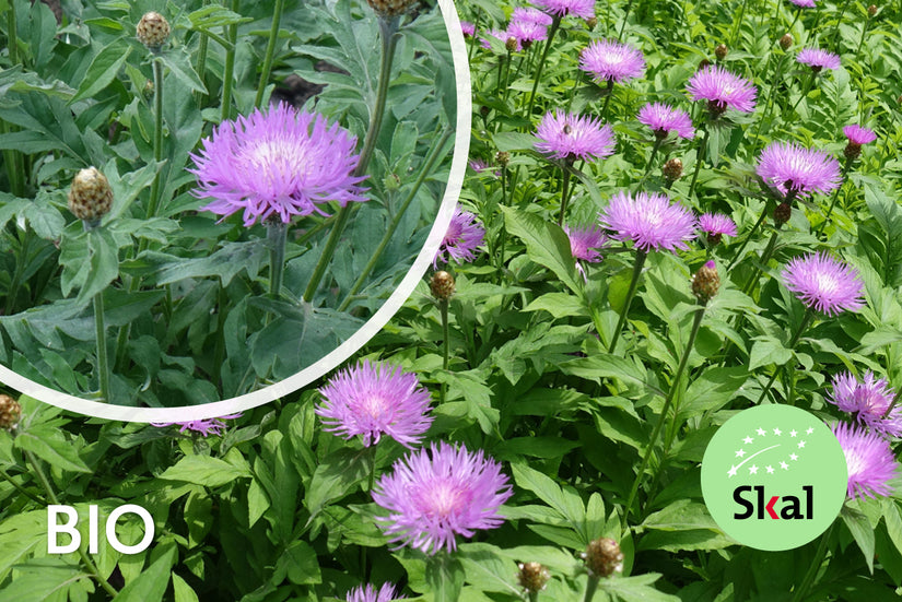 Biologische Korenbloem - Centaurea dealbata