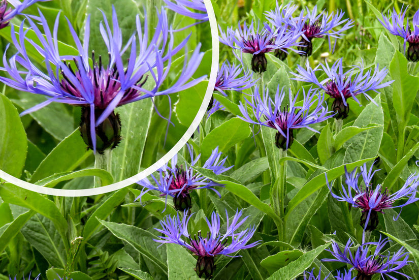 Korenbloem - Centaurea montana