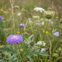 Grote Korenbloem / Grote Centaurea - Centaurea scabiosa