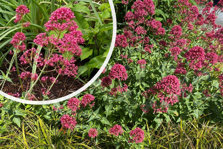 Rode spoorbloem Centranthus ruber 'Coccineus' plant kopen