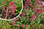 Rode spoorbloem - Centranthus ruber 'Coccineus'