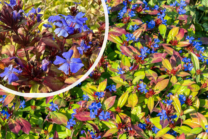 Loodkruid - Ceratostigma plumbaginoides