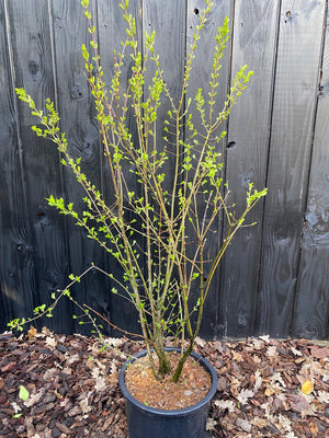 200-220 cm in pot