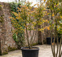 Katsoera - Cercidiphyllum Japonicum (Katsura) meerstammig & op hoge stam