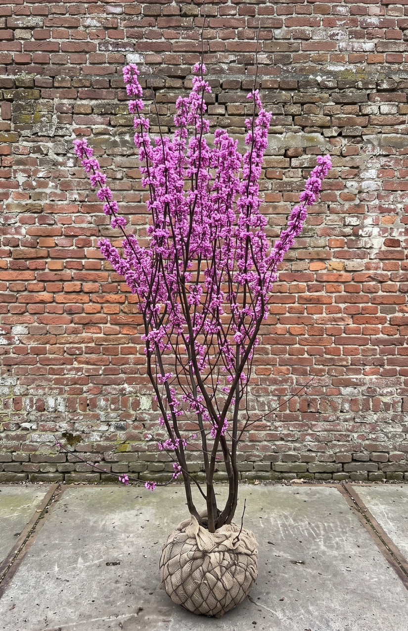 Gewone judasboom (Meerstammig) - Cercis Canadensis