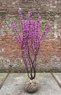 Gewone judasboom (Meerstammig) - Cercis Canadensis