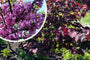 Paarse Judasboom - Cercis canadensis 'Forest Pansy'