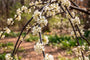 Treur Judasboom - Cercis canadensis 'Vanilla Twist' Hoogstam