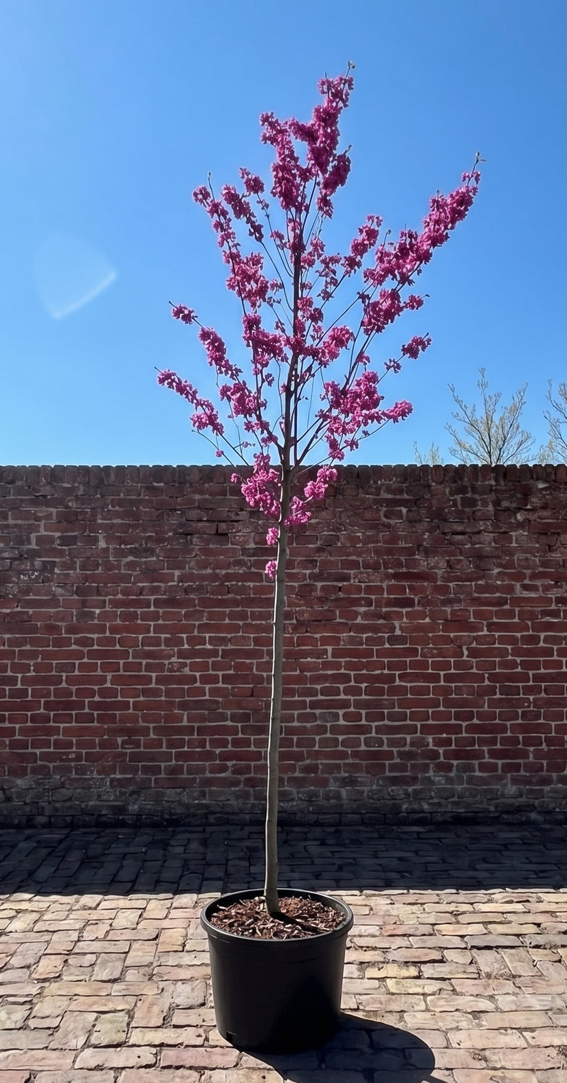 Europese Judasboom Hoogstam boom - Cercis siliquastrum