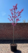 Europese Judasboom Hoogstam boom - Cercis siliquastrum