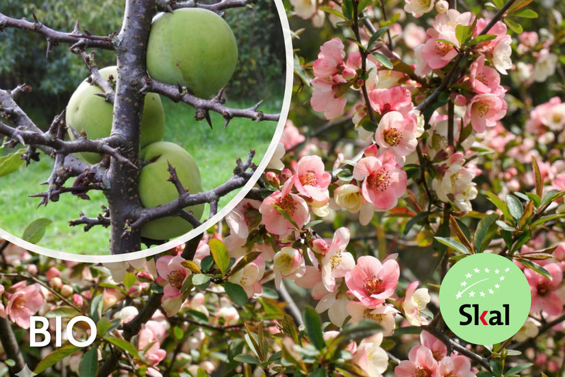Biologische Chinese kwee - Chaenomeles cathayensis